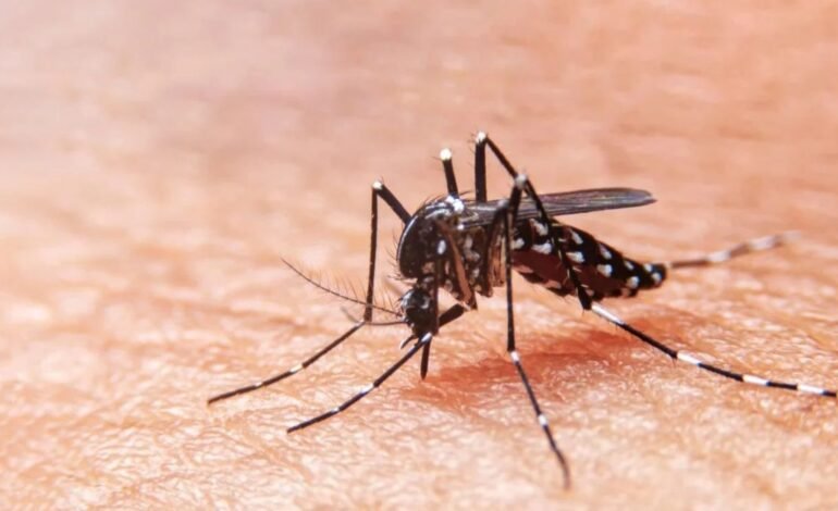 Dengue en Argentina: se notificaron 56.324 casos y se registra circulación viral en 15 jurisdicciones