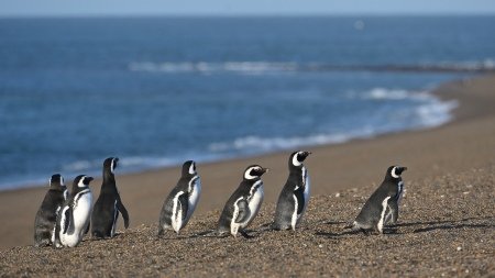 Comenzaron a llegar los primeros pingüinos a las costas de Chubut