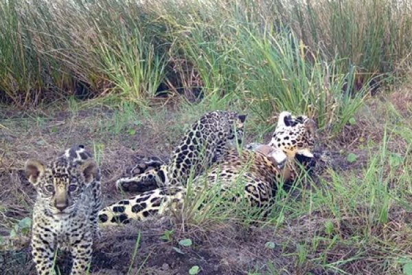 Nacieron tres nuevos cachorros de yaguareté en el Parque Nacional Iberá