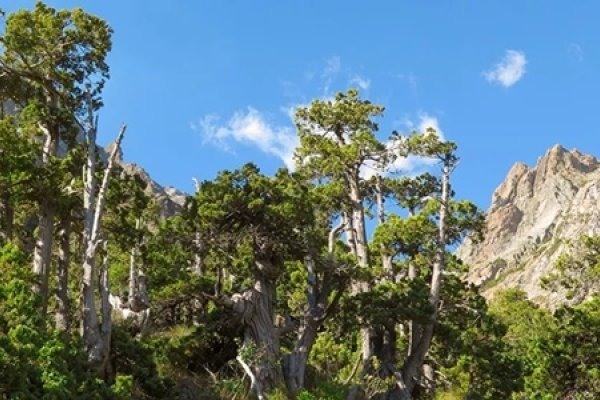 Cómo el cambio climático impactaría en biodiversidad de plantas en Patagonia