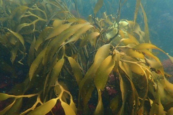 Puerto Deseado se suma a la protección de los bosques marinos