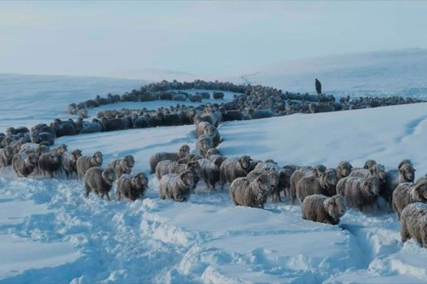 Un millón de animales en riesgo por la nieve en la Patagonia