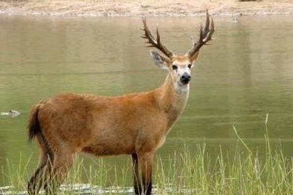 Piden mayor protección para la fauna silvestre