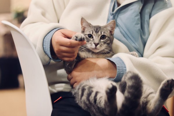 Cómo autogestionar un turno online para viajar con un perro o gato hacia el exterior