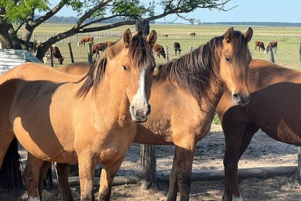 Encefalomielitis equina: La notificación de sospechas fortalece la vigilancia de la enfermedad