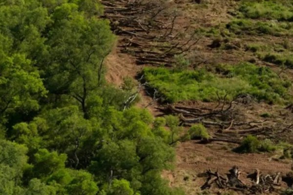 Crítico informe de Greenpeace que alerta la deforestación “que quieren ocultar” en Santiago del Estero y Chaco