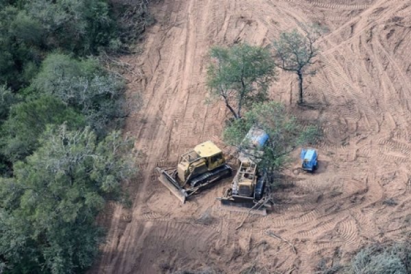 Greenpeace: “El gobernador de Salta busca legalizar la impunidad para desmontar”