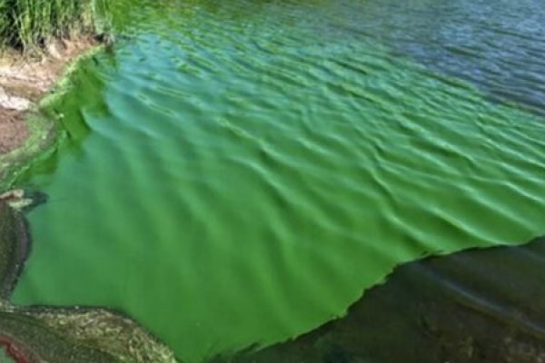 Alerta en el Amba por cianobacterias en playas del sur del Río de la Plata debido a la ola de calor