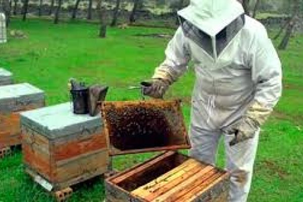 Actualización del stock de colmenas para garantizar la sanidad de los apiarios