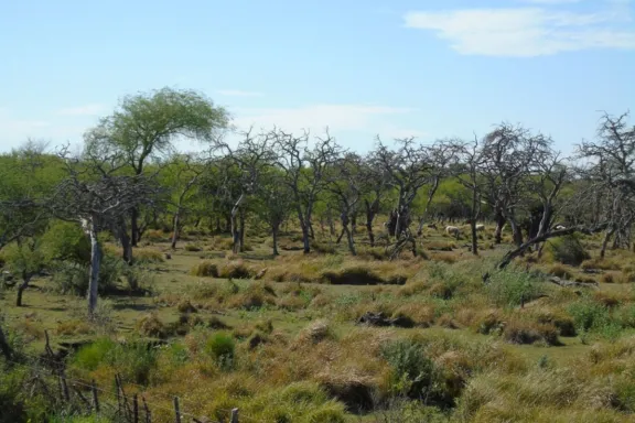 La provincia invirtió 180 millones de pesos en protección de bosques nativos