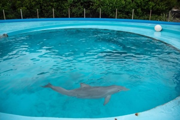 Aquarium de Mar del Plata anunció su cierre y explicó que pasará con los delfines