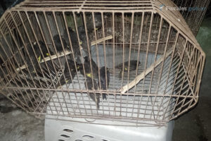 El negocio del contrabando de aves