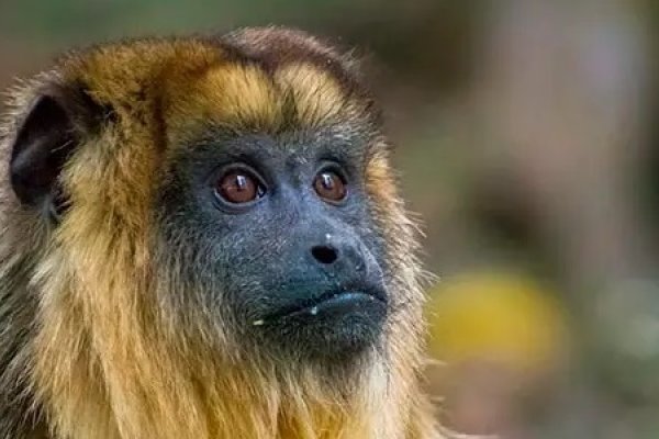 Alertan que una nueva disposición del Gobierno facilitará el tráfico de fauna